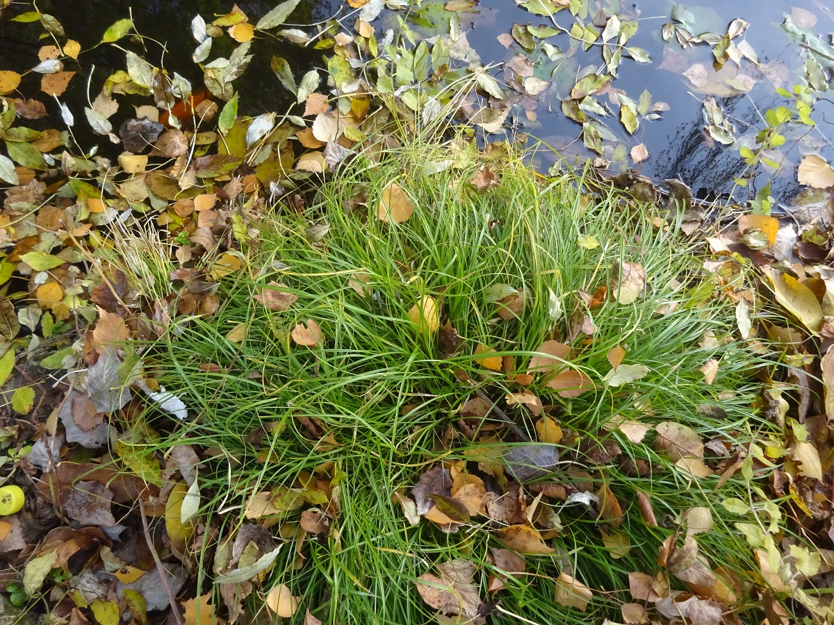Carex remota (Cyperaceae)
